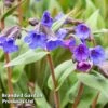 Pulmonaria 'Blue Ensign' 2 Pulmonaria 'Blue Ensign' -Garden Whisper Shop PULM T62252 A