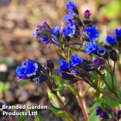 Pulmonaria 'Blue Ensign' -Garden Whisper Shop PULM T62252 C