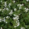 Pulmonaria 'Sissinghurst White' -Garden Whisper Shop PULM V59668 A h