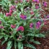 Pulmonaria 'Raspberry Splash' 1 Pulmonaria 'Raspberry Splash' -Garden Whisper Shop PULM V63488 A h