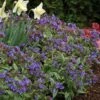 Pulmonaria 'Trevi Fountain' 1 Pulmonaria 'Trevi Fountain' -Garden Whisper Shop PULM V63490 A h