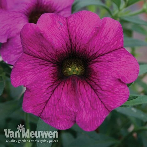 Petunia 'Surfinia' Pre-Planted Basket 4 Petunia 'Surfinia' Pre-Planted Basket - Image 2