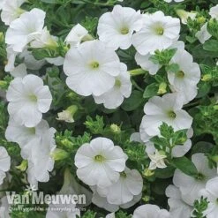 Petunia 'Surfinia' Pre-Planted Basket 11 Petunia 'Surfinia' Pre-Planted Basket -Garden Whisper Shop Petunia Surfinia White TMHF 8