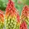 Red Hot Poker 'Traffic Lights' 2 Red Hot Poker 'Traffic Lights' -Garden Whisper Shop RED V65534 A h