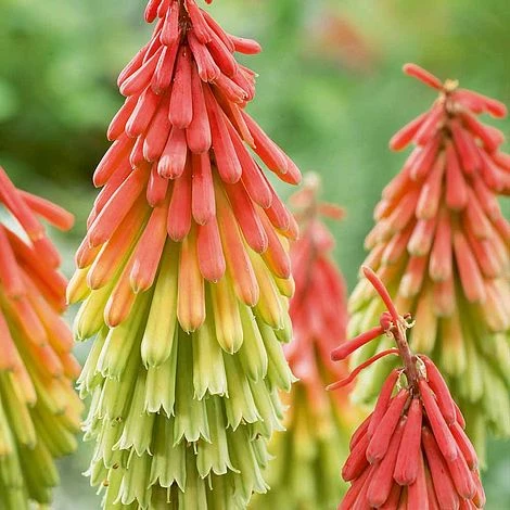 Red Hot Poker 'Traffic Lights' 3 Red Hot Poker 'Traffic Lights'