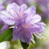 Rhododendron 'Moerheim' -Garden Whisper Shop RHOD V59223 A h