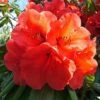 Azalea 'Geisha Orange' 2 Azalea 'Geisha Orange' -Garden Whisper Shop RHOD V59229 A h
