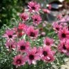 Rhodanthemum 'Pretty In Pink' 1 Rhodanthemum 'Pretty In Pink' -Garden Whisper Shop RHOD V64398 A h