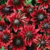 Rudbeckia Hirta 'Cherry Brandy' -Garden Whisper Shop RUDB 69017V A h
