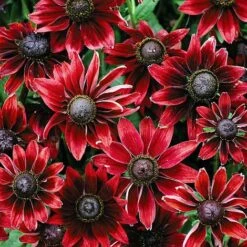 Rudbeckia Hirta 'Cherry Brandy'