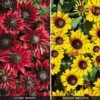 Rudbeckia Collection 1 Rudbeckia Collection -Garden Whisper Shop RUDB V52751 A h