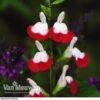 Salvia 'Hot Lips' -Garden Whisper Shop SALV V59108 A