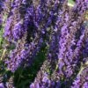 Salvia Nemorosa 'Marcus' 1 Salvia Nemorosa 'Marcus' -Garden Whisper Shop SALV V59672 A h