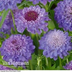 Scabious 'Blue Note' -Garden Whisper Shop SCAB V11581 B1
