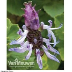 Coleus Canina 'Scaredy Cat' -Garden Whisper Shop SCAR VKA0115 C