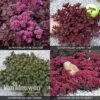Sedum 'Sunsparkler' Collection -Garden Whisper Shop SEDU V82155 A h