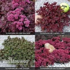 Sedum 'Sunsparkler' Collection