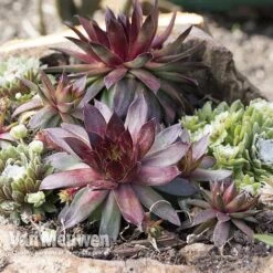 Sempervivum 'Mixed' -Garden Whisper Shop SEMP V65856 A