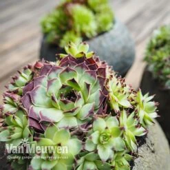 Sempervivum 'Mixed' -Garden Whisper Shop SEMP V65856 B