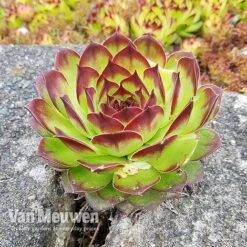 Sempervivum 'Mixed' -Garden Whisper Shop SEMP V65856 C