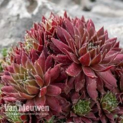 Sempervivum 'Mixed' -Garden Whisper Shop SEMP V65856 D