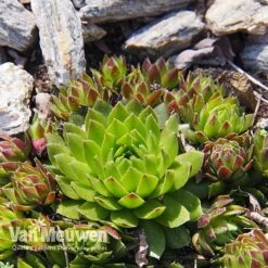 Sempervivum 'Mixed' -Garden Whisper Shop SEMP V65856 E