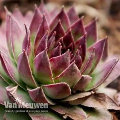Sempervivum 'Mixed' -Garden Whisper Shop SEMP V65856 G