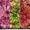 Sempervivum Collection 1 Sempervivum Collection -Garden Whisper Shop SEMP V73396 A h