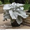 Senecio 'Angel Wings' 1 Senecio 'Angel Wings' -Garden Whisper Shop SENE VKA3811 A