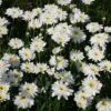 Shasta Daisy 'Fair Lady' -Garden Whisper Shop SHAS V59632 A h