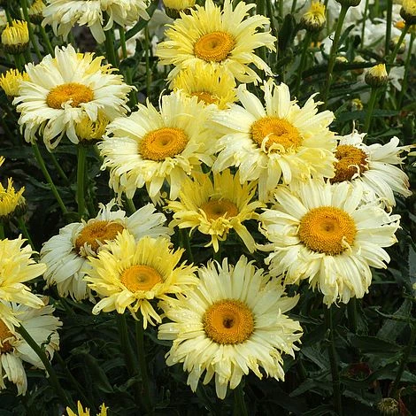 Shasta Daisy 'Goldfinch' 3 Shasta Daisy 'Goldfinch'