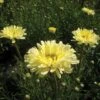 Shasta Daisy 'Real Dream' -Garden Whisper Shop SHAS V63475 A h