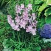 Sidalcea 'Elsie Heugh' -Garden Whisper Shop SIDA V65862 A h