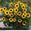 Sunflower SunBelievable™ 'Brown Eyed Girl' -Garden Whisper Shop SUNB VKA1036 A