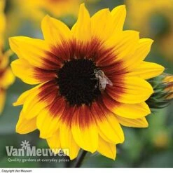 Sunflower SunBelievable™ 'Brown Eyed Girl' -Garden Whisper Shop SUNB VKA1036 B
