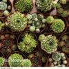 Sempervivum 'Mixed' -Garden Whisper Shop Sempervivum Mixed