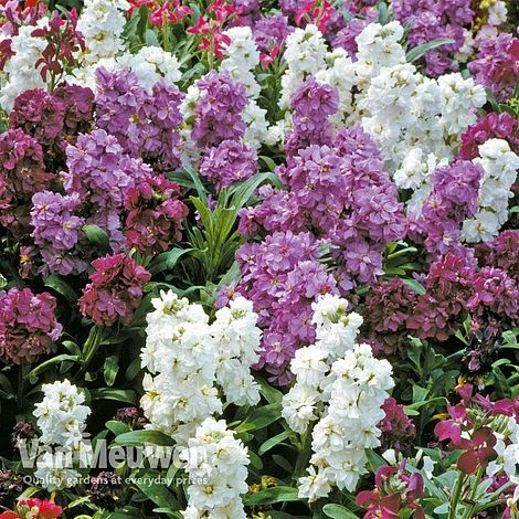 Stocks 'Brompton' 5 Stocks 'Brompton' - Image 3