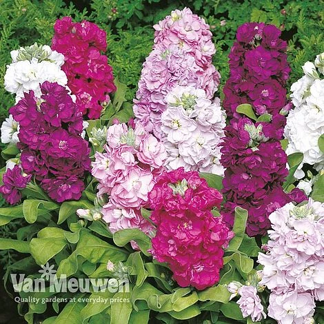 Stocks 'Brompton' 3 Stocks 'Brompton'