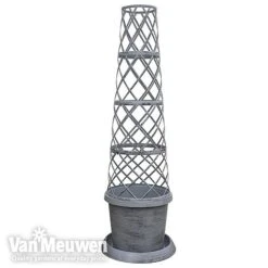 Clematis Montana 'Mayleen' -Garden Whisper Shop TOWER POT1