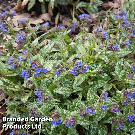 Pulmonaria 'Trevi Fountain' 4 Pulmonaria 'Trevi Fountain' - Image 2