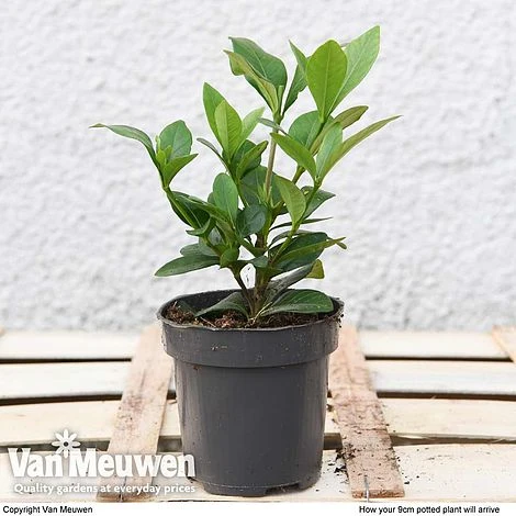 Gardenia 'Crown Jewels' 7 Gardenia 'Crown Jewels' - Image 5