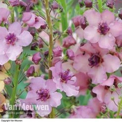 Verbascum X Hybrida 'Southern Charm' -Garden Whisper Shop VERB V59782 C