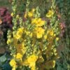 Verbascum Phlomoides 'Banana Custard' -Garden Whisper Shop VERB V65938 A h
