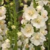 Verbascum Phlomoides 'Snow Maiden' -Garden Whisper Shop VERB V65940 A h