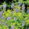Veronica Prostrata 'Aztec Gold' -Garden Whisper Shop VERO V58939 A h