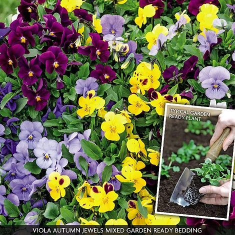 Viola 'Autumn Jewels Mixed' (Garden Ready) 3 Viola 'Autumn Jewels Mixed' (Garden Ready)