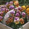 Viola 'Plums And Peaches' -Garden Whisper Shop VIOL V72677 A h
