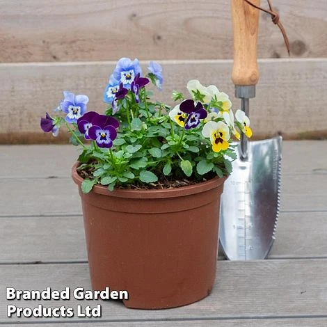 Viola 'Autumn Jewels Mixed' (Garden Ready) 4 Viola 'Autumn Jewels Mixed' (Garden Ready) - Image 2