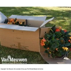 Geranium 'Balcon Mix' Pre-Planted Basket -Garden Whisper Shop VM PrePlantedBasketArrive26