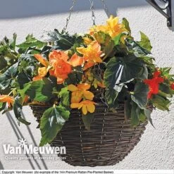 Geranium 'Balcon Mix' Pre-Planted Basket -Garden Whisper Shop VM PrePlantedRattanBasket6